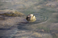 Green Sea Turtle - Floreana Island, Galapagos