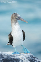 Blue-footed Booby - San Cristobal, Galapagos