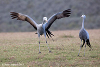 Blue Cranes - Overburg, South Africa