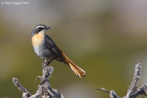 Cape Robin Chat - Cape Town, South Africa