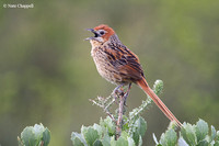 Cape Grassbird - Cape of Good Hope Nature Reserve, South Africa