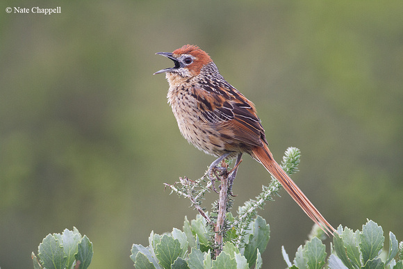 Cape Grassbird - Cape of Good Hope Nature Reserve, South Africa