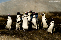 African Penguins - Boulders, Simonstown, South Africa