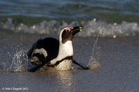 African Penguin - Simonstown, South Africa