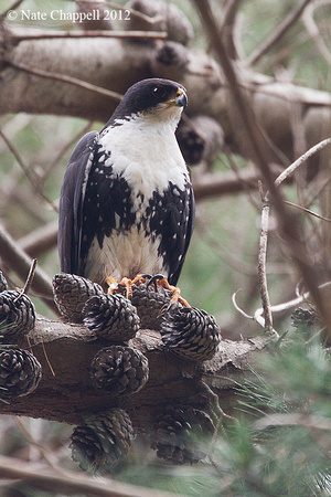 Black Sparrowhawk - Cape Town, South Africa