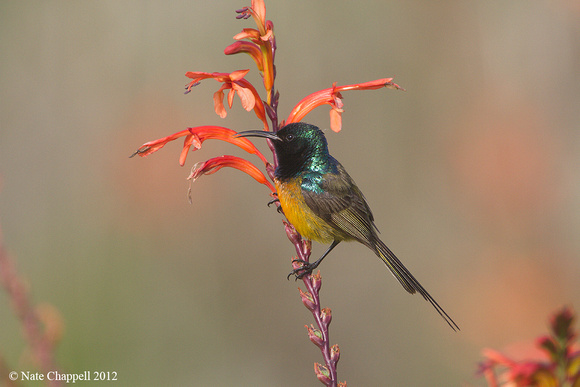 Orange-breasted Sunbird - Cape Town, South Africa