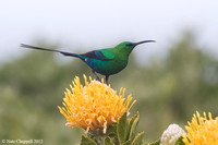 Malachite Sunbird - Cape of Good Hope , South Africa