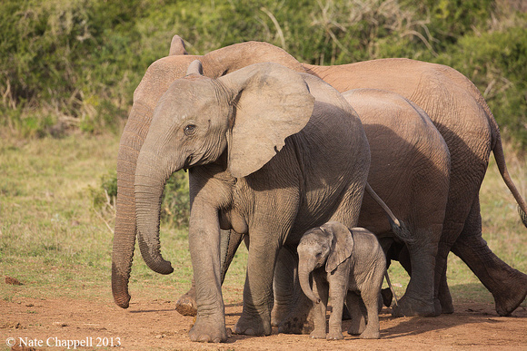 Elephants - Addp Elephant NP, South Africa