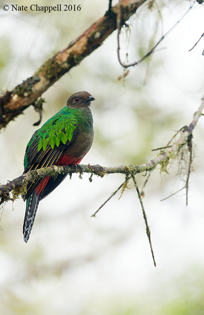 Crested Quetzal, female - San Isidro, Ecuador