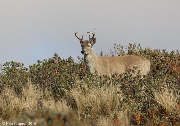 White-tailed Deer - Papallacta Pass, Ecuador