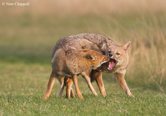 Pampas Foxes copulating - Rincon del Socorro, Argentina