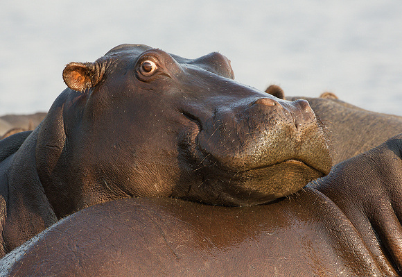 Hippo - Chobe, Botswana