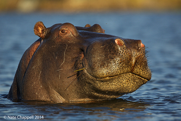 Hippo - Chobe, Botswana