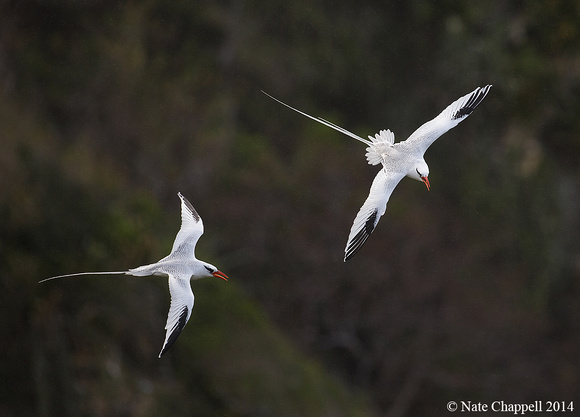 Red-billed Tropicbirds - Little Tobago Island, Trinidad and Toba