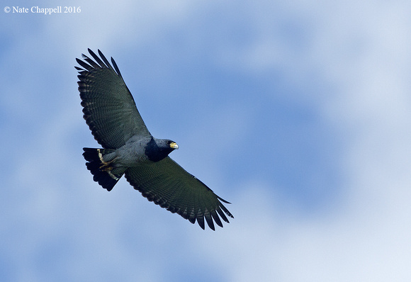 Barred Hawk - San Isidro, Ecuador