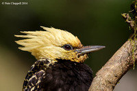Blond-crested Woodpecker, female