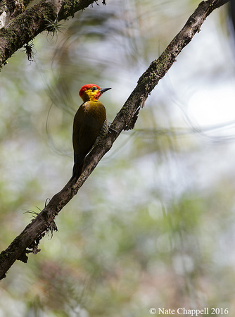 Yellow-throated Woodpecker