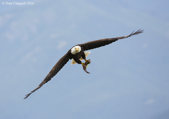 Bald Eagle with Catch