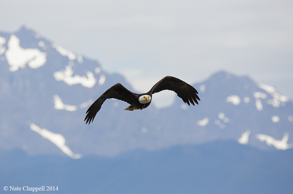 Bald Eagle with Olympic Mountains