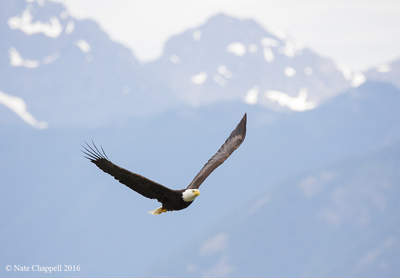 Eagle with Olympic Mountains