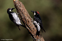 Acorn Woodpecker - Madera Canyon, AZ