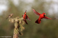 House Finch, Pyrruloxia and Cardinal