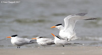 Royal Terns - Galveston, TX