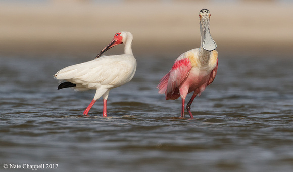 White Ibis and Roseate Spoonbill - San Luis Pass, TX