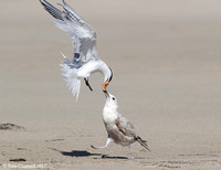 Royal Tern and Herring Gull - Galveston, TX