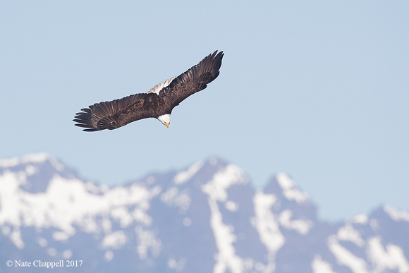 Bald Eagle Diving with Olympic Mountains