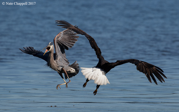 Great Blue Heron and Bald Eagle