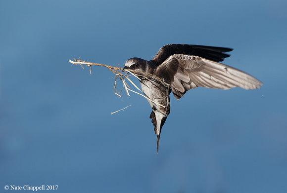 Purple Martin with Nesting Material