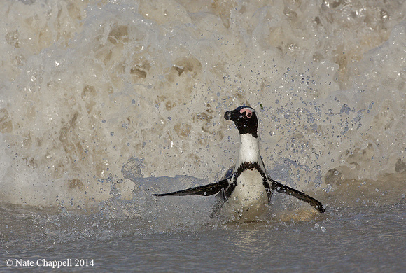 African Penguin - Cape Town, South Africa