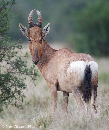 Red Hartebeest - Addo Elephant National Park, South Africa