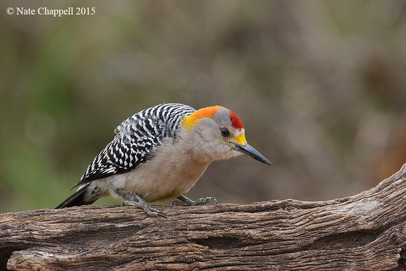 Golden-fronted Woodpecker - Santa Clara Ranch, TX