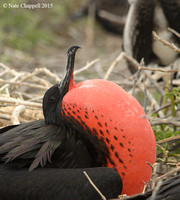 Great Frigatebird - North Seymour Is., Galapagos
