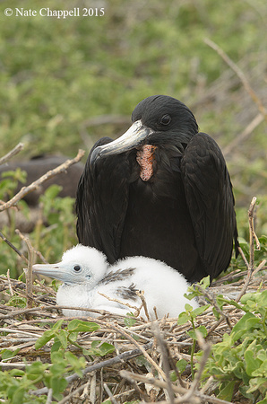 Magnificent Frigatebird with chick on nest - North Seymour Is. G
