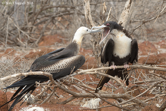Great Frigatebirds - North Seymour Is., Galapagos