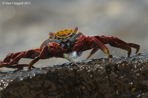 Sally Lightfoot Crab - Santa Cruz Island, Galapagos