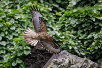 Galapagos Hawk, juvenile - Isabela Island, Galapagos