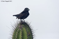 Common Cactus Finch - Isabela Island, Galapagos