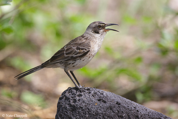 San Cristobal Mockingbird - San Cristobal Island, Galapagos