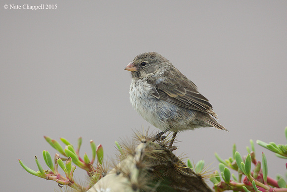 Small Ground Finch, female - Santa Cruz Island, Galapagos