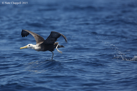 Waved Albatross - Waters off Isabela, Galapagos
