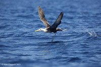 Waved (Galapagos) Albatross - Seas off of Isabela , Galapagos