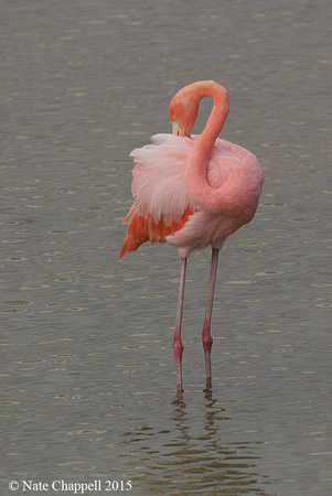 Caribbean Flamingo - Isabela, Galapagos