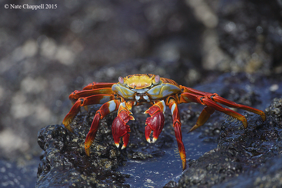 Sally Lightfoot Crab - San Cristobal, Galapagos