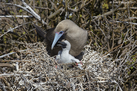 Red-footed Booby with chick - San Cristobal, Galapagos