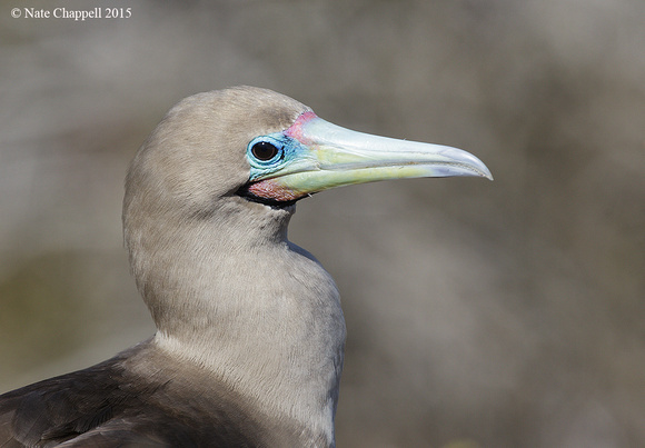 Red-footed Booby  - San Cristobal, Galapagos