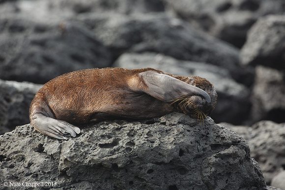Galapagos Sea Lion - San Cristobal, Galapagos